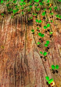 Close-up of leaves on tree trunk