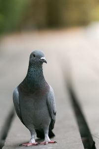 Close-up of bird perching on retaining wall