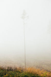 Scenic view of field against sky during foggy weather