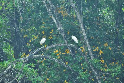 View of birds in park