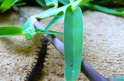 Close-up of insect on plant