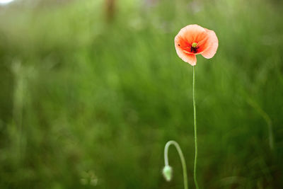 Close-up of orange poppy flower