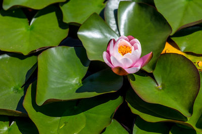 Close-up of lotus water lily in pond