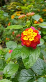 Close-up of flower blooming outdoors