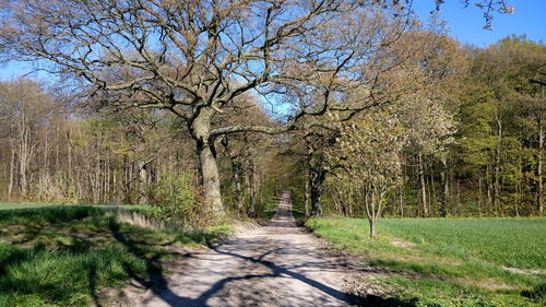 Walkway amidst trees in forest against clear sky