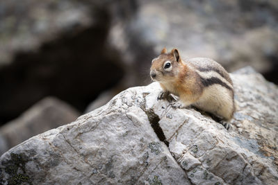 Squirrel on rock