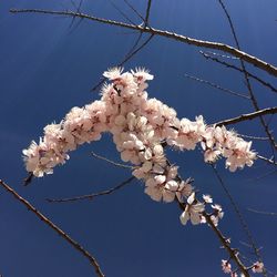 Low angle view of white flowers blooming on tree