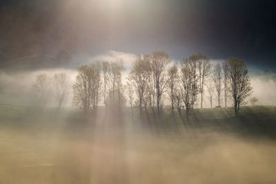 Sunlight streaming through trees in forest during foggy weather against sky