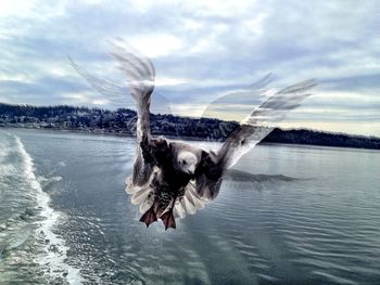Reflection of trees in water