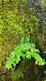 Close-up of moss growing on tree trunk