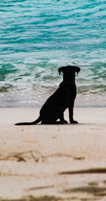 Black dog on the beach