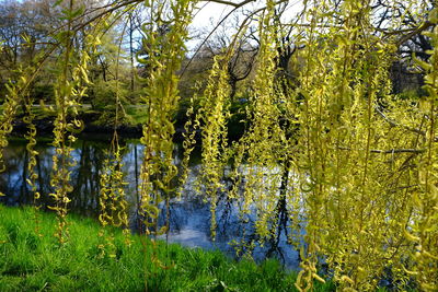 Scenic view of lake in forest