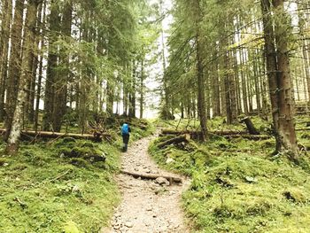 Man walking amidst trees in forest