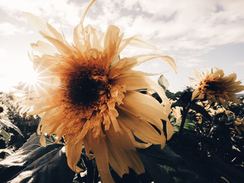 Close-up of wilted flower against sky