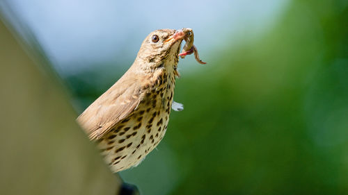 Close-up of bird perching