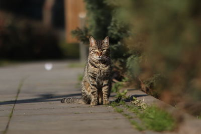 Portrait of cat on footpath