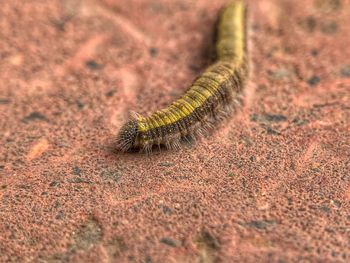 High angle view of insect on land