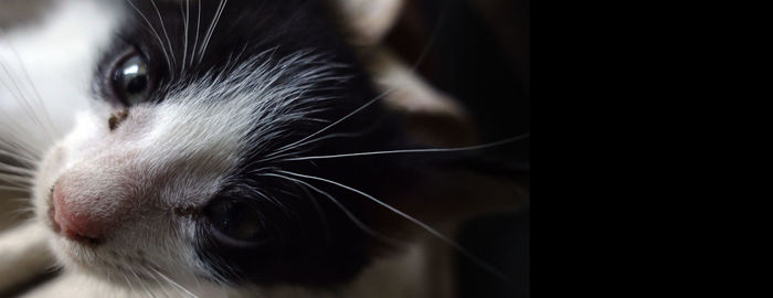 Close-up portrait of a cat