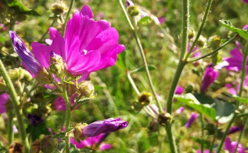 Close-up of purple flowers blooming outdoors