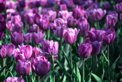 Close-up of purple tulip flowers in field