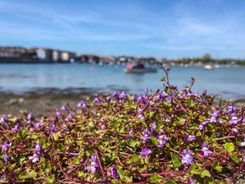 Close-up of purple flowering plant in water against sky