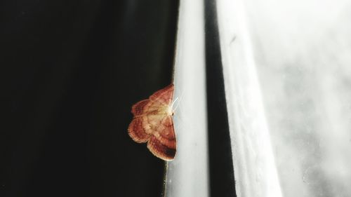 Close-up of leaf against blurred background