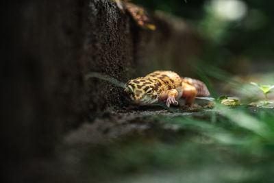 Close-up of a mushroom