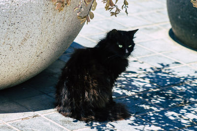 High angle portrait of black cat sitting on tiled floor