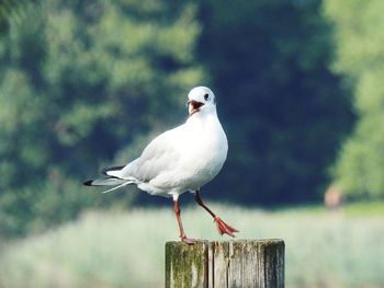 Close-up of seagull perching on wooden post