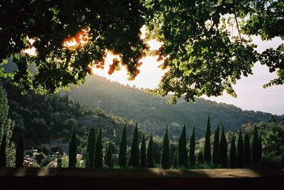 Trees in forest against sky. shot on 35mm film. 