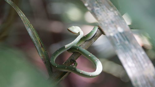 Close-up of snake on leaf