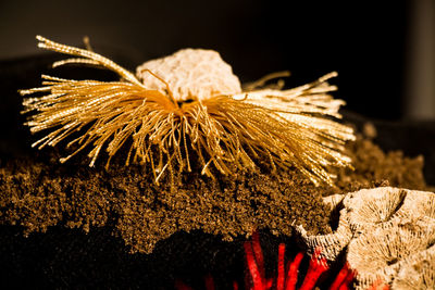 Close-up of wilted flower at night