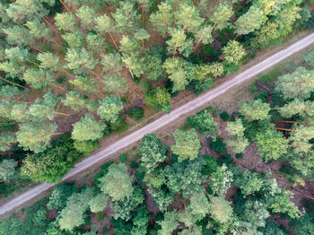 View of trees on road in forest