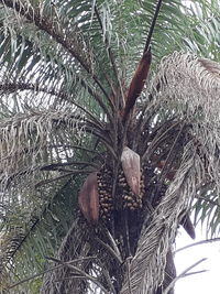 Close-up of pine cones on tree