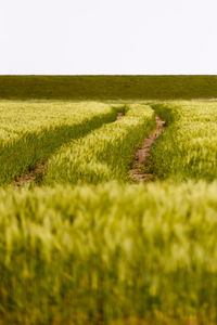 Scenic view of grassy field