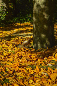 Leaves in forest