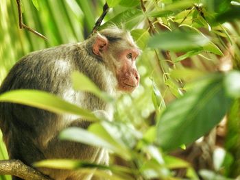 Close-up of monkey on tree