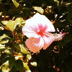 Close-up of pink flower