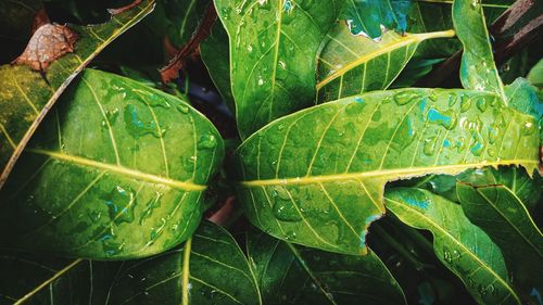 Close-up of raindrops on leaves