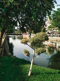 Tree by lake in park