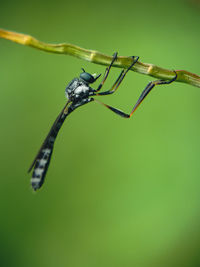 Close-up of spider on web