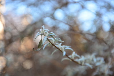 Close-up of white flowering plant