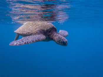 View of turtle swimming in sea