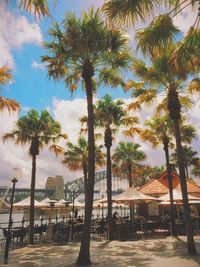 Palm trees against sky