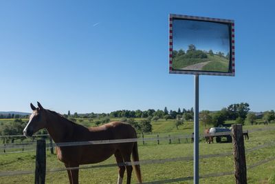 Horse standing in ranch against sky