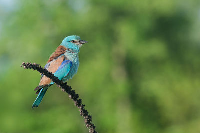 Close-up of bird perching on branch