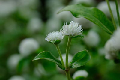Close-up of white flowering plant