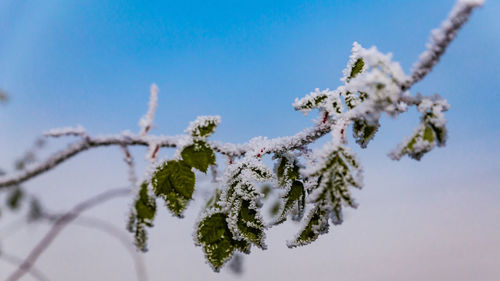 Close-up of tree against sky during winter