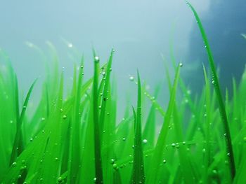 Close-up of wet grass