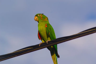 Low angle view of parrot perching on leaf against sky